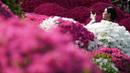 Pada bulan April, saat musim semi mencapai puncaknya bunga azalea akan memenuhi pekarangan kompleks Kuil Nezu. (AP Photo/Eugene Hoshiko)