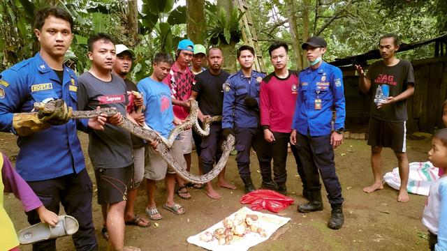 Dua ekor ular sanca sepanjang tiga meter dievakuasi dari permukiman warga di Bojongsari, Depok