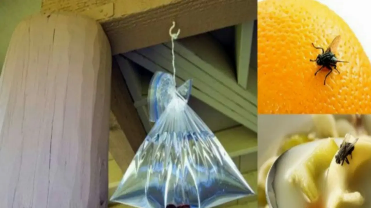 Air dalam Plastik Ampuh Usir Lalat? Ini Penjelasannya