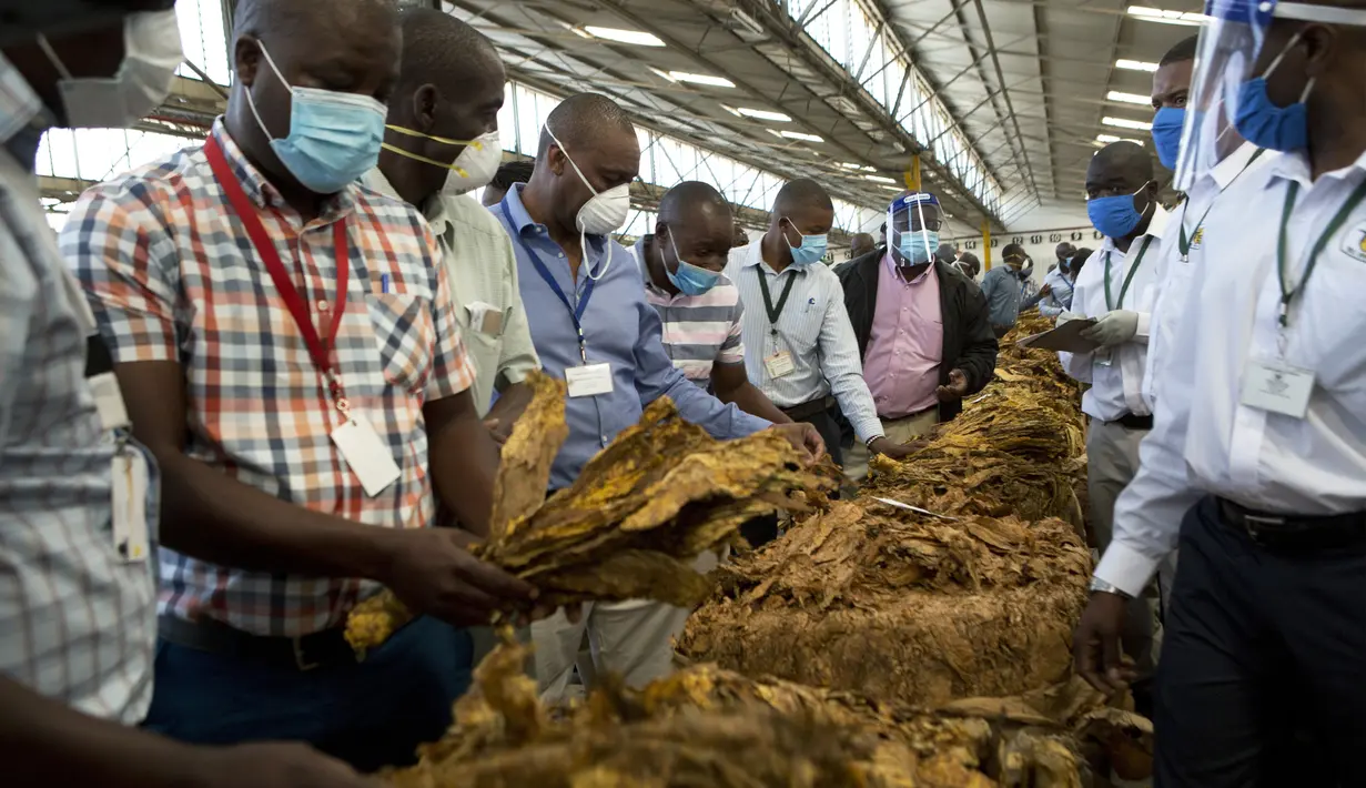 Para juru lelang mengenakan masker agar terhindar dari virus corona COVID-19 pada hari pertama musim perdagangan tembakau di Harare, Zimbabwe, Rabu (29/4/2020). Musim perdagangan tembakau kali ini dimulai dari lantai lelang yang mematuhi aturan ketat akibat COVID-19. (AP Photo/Tsvangirayi Mukwazhi)
