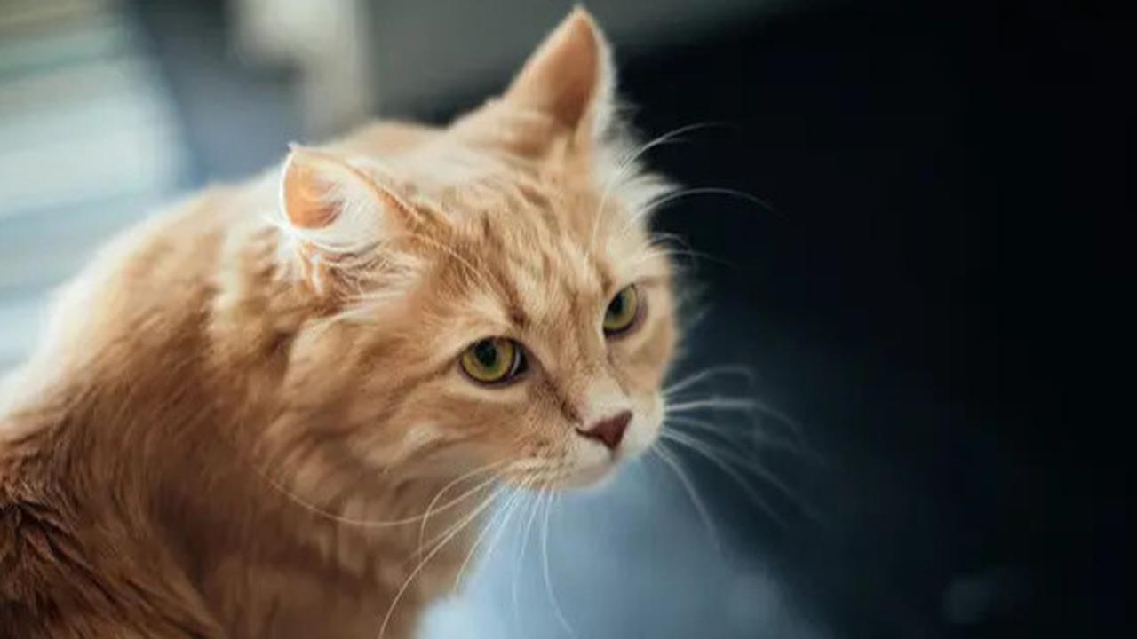 Lucu Menggemaskan, Kucing ini 'Bisa Bicara' pada Pemiliknya & Bilang 'Makan