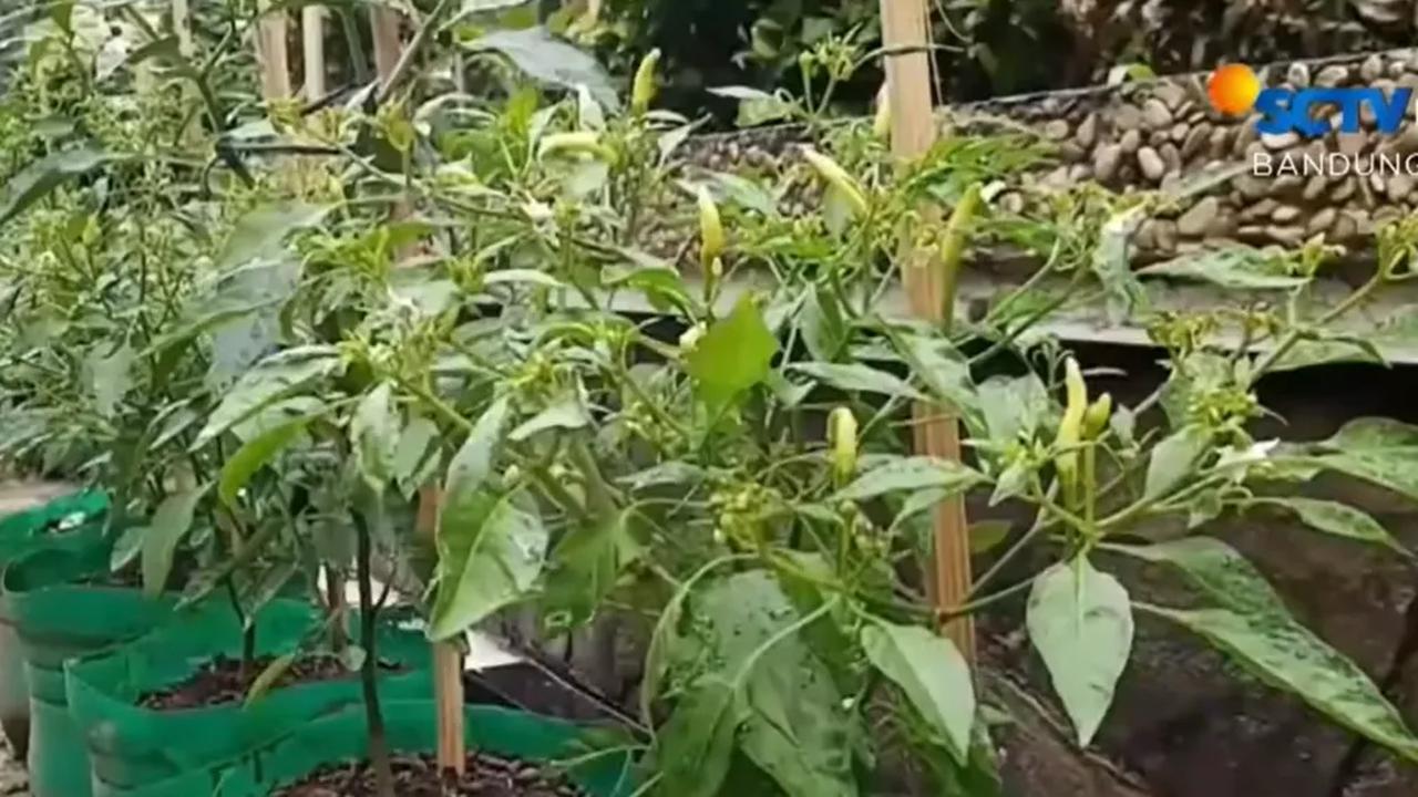 Ditanam di area kantor kecamatan