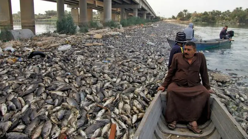 Ikan Mati di sungai Irak