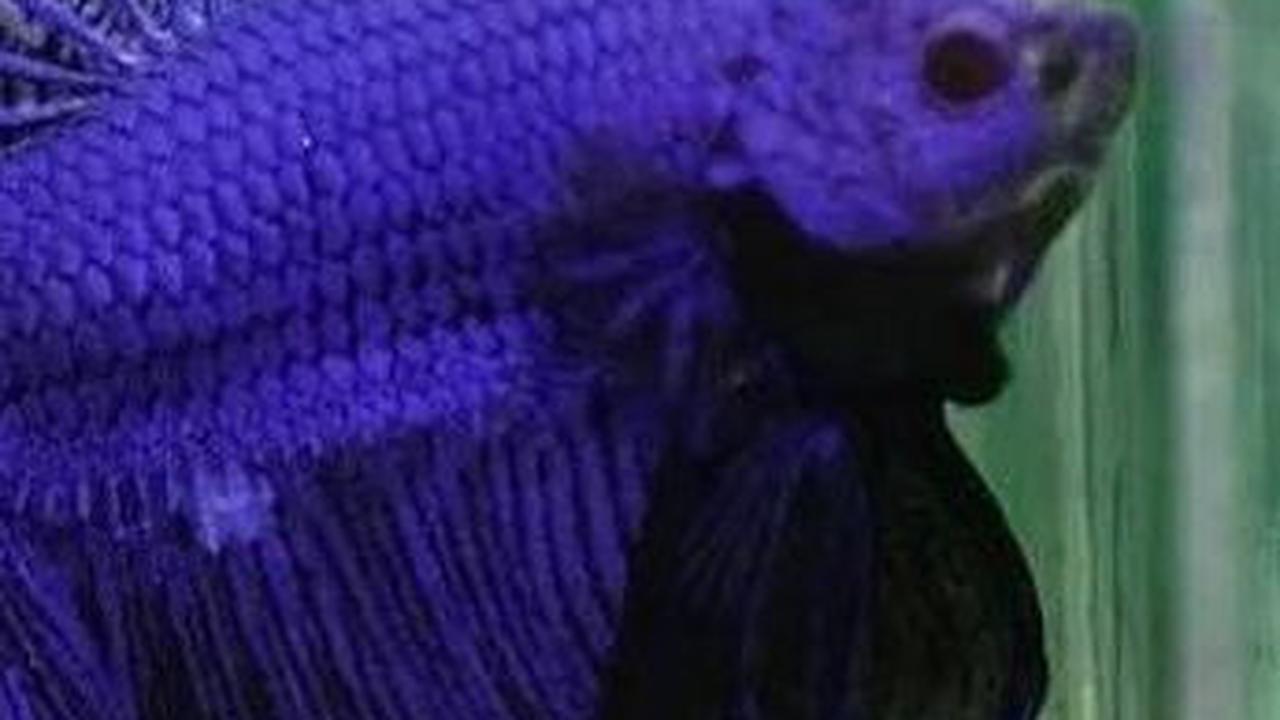 7. Ikan Cupang Halfmoon