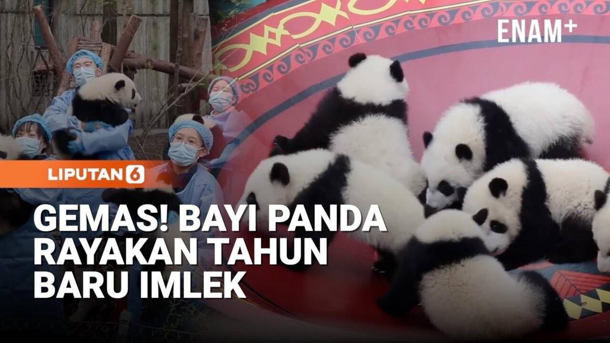 Gemas! Puluhan Bayi Panda Rayakan Tahun Baru Imlek