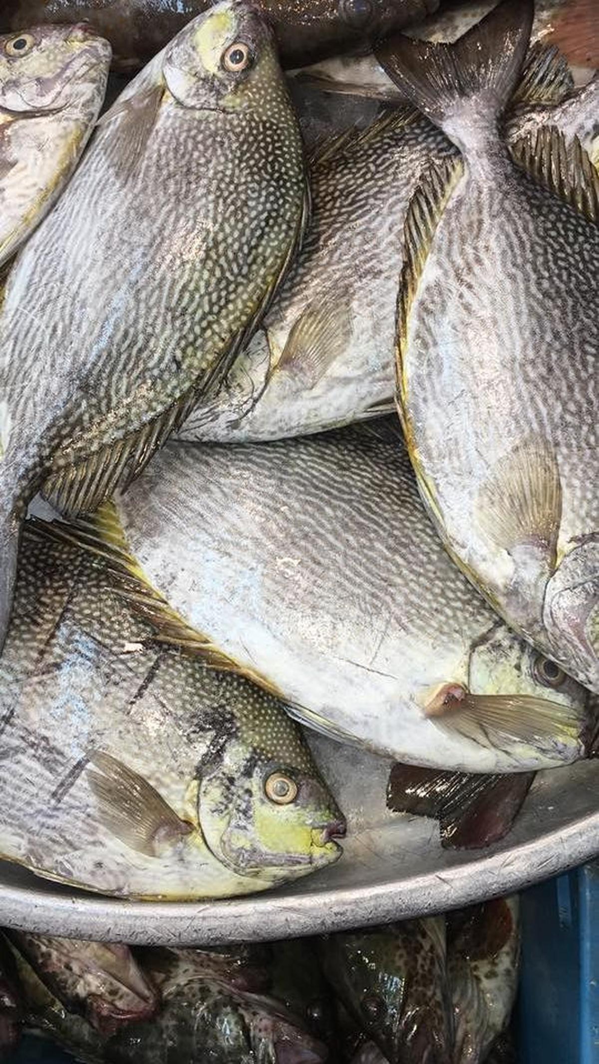 <b>Manfaat Ikan Baronang</b>