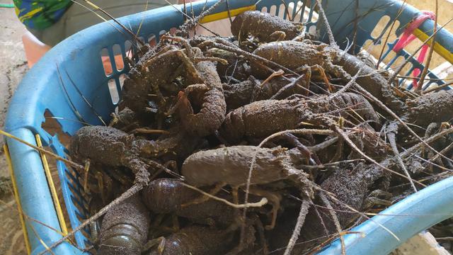Lobster segar hasil tangkapan nelayan pantai selatan Garut, Jawa Barat, tengah melimpah saat imlek tahun ini