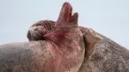 Dua anjing laut abu-abu jantan berlumuran darah saat bertarung di utara Pulau Helgoland, Jerman, (14/12). Anjing Laut ini mengadu kejantanannya demi memperebutkan sang betina yang baru saja melahirkan. (AFP Photo/John MacDougall)