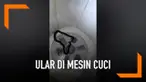 Seorang perempuan di Thailand ketakutan kerena nyaris digigit ular saat hendak mamasukan baju ke dalam mesin cuci. Ular tersebut akhirnya bisa dikeluarkan petugas dengan menggunakan sarung tangan.