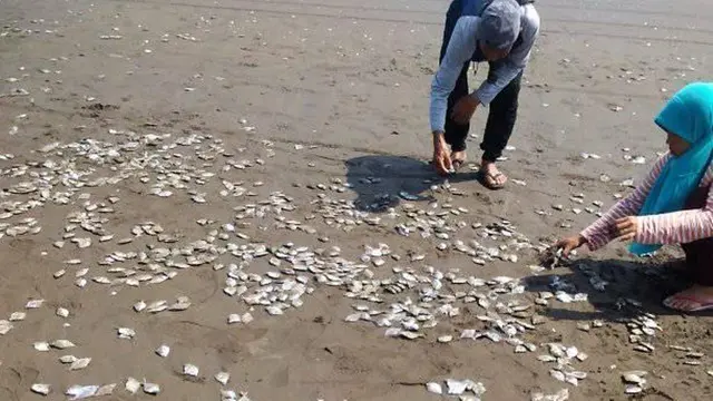 Jutaan ikan mati dan terdampar di Pantai Cemarasewu, Jetis, Cilacap, Jawa Tengah, Sabtu, 12 Oktober 2019. (Foto: Liputan6.com/Sarjono HNSI/Muhamad Ridlo)