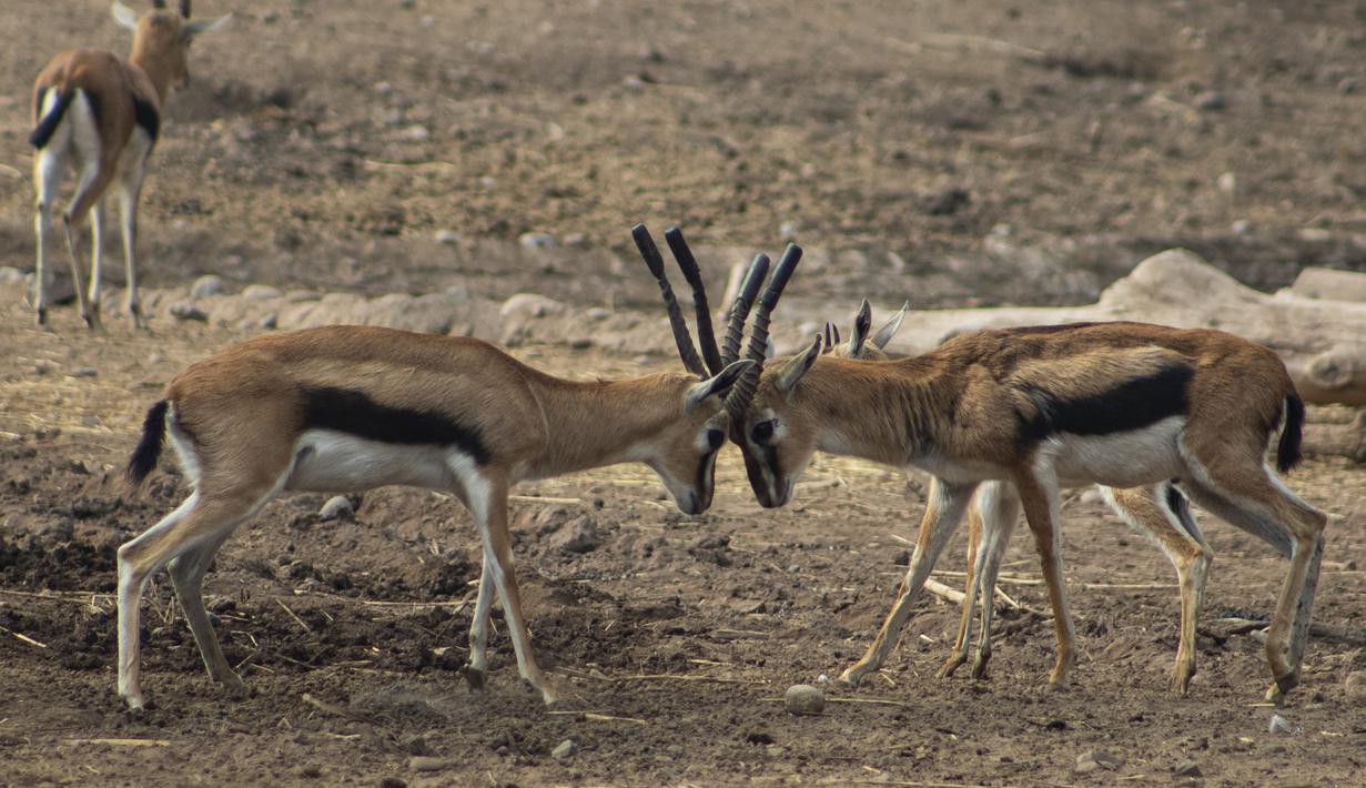 Gazel mengunci tanduk di dalam kandang di Kebun Binatang Buin di Santiago, Selasa (15/6/2021). Kebun binatang swasta terbesar di Chile mengalami situasi ekonomi yang serius karena penutupan akibat dari perpanjangan karantina wilayah di tengah meningkatnya kasus COVID-19. (AP Photo/Esteban Felix)