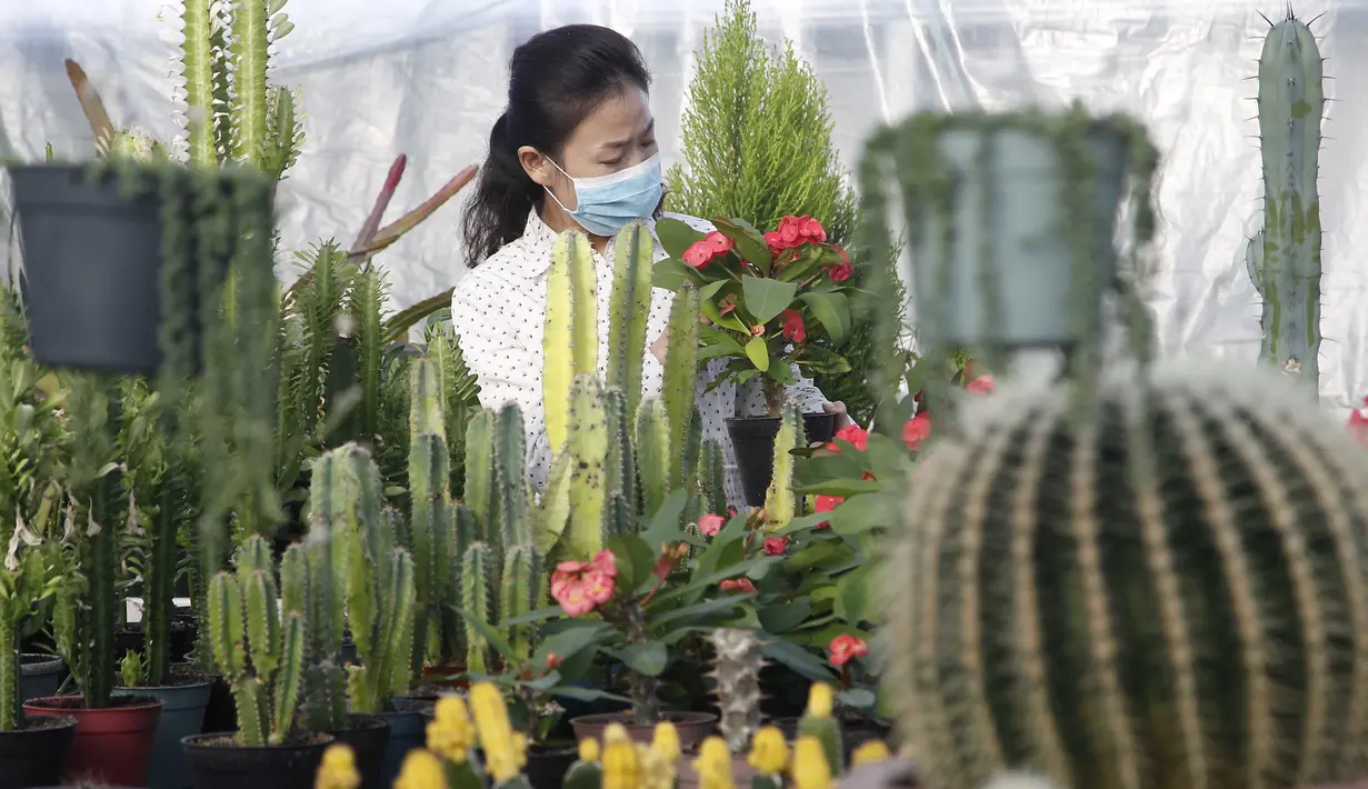 Peniliti wanita dari Pyongyang Floriculture Institute meneliti dan membudidayakan kaktus dan bunga di Pyongyang, Korea Utara, DPRK (14/12/2020). (AP Photo / Jon Chol Jin)