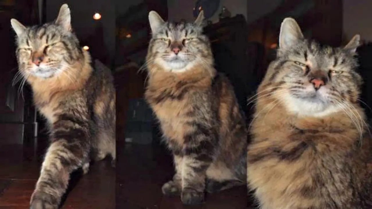 Inilah Kucing Tertua Sedunia