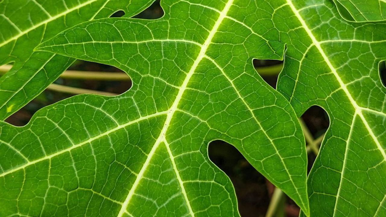 <b>Kandungan Nutrisi Daun Pepaya</b><br>