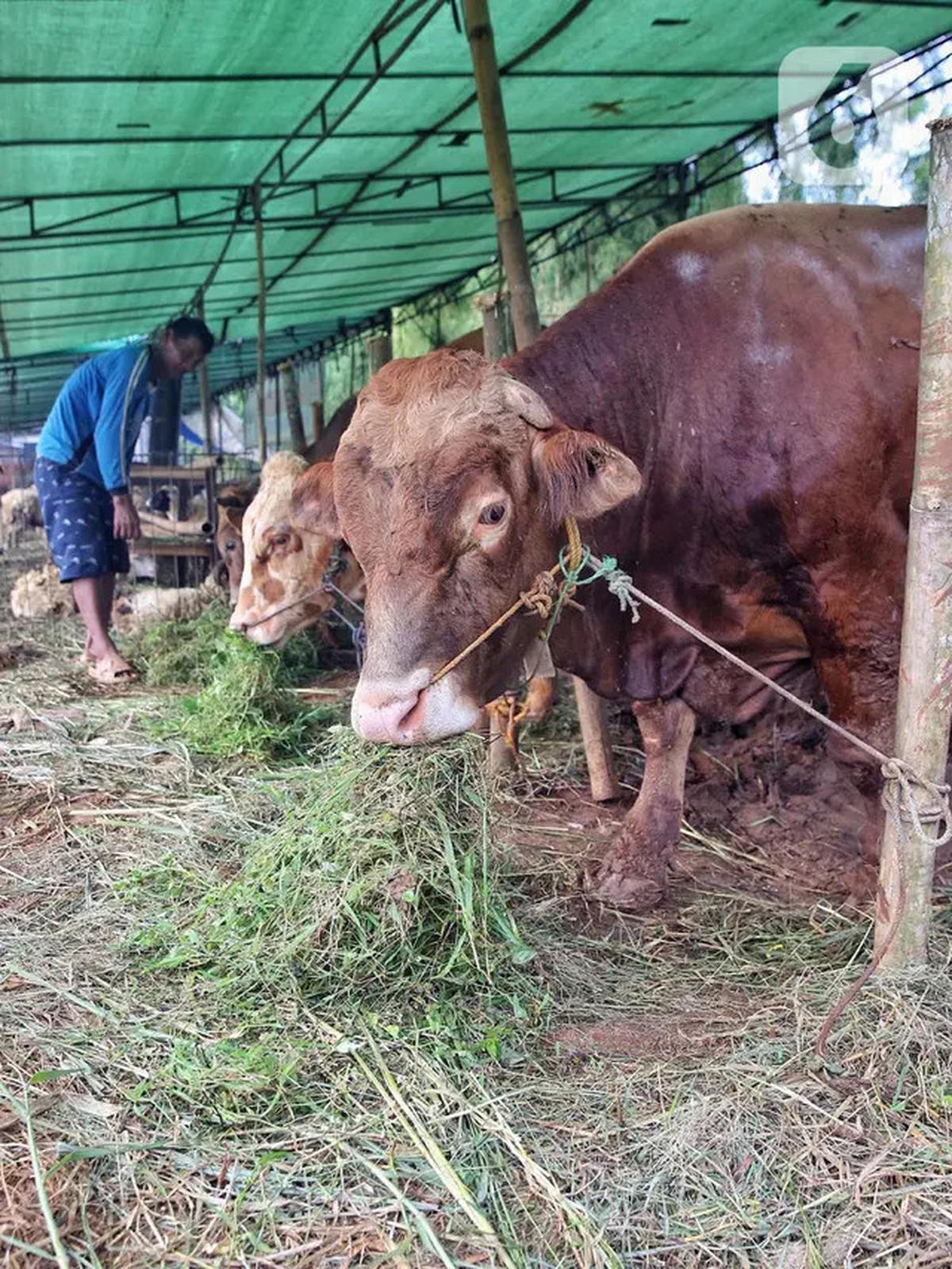 Jelang Idul Adha 1446 Hijriah, Penjualan Hewan Kurban Marak di Jakarta