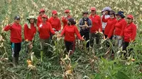 Sekolah Lapang tanaman jagung yang digelar Kementan di Desa Parsingguran 1 Kecamatan Pollung, Kabupaten Humbang Hasundutan, Sumut, yang dimulai pada 30 Mei 2020 hingga akhir Oktober 2020. (Ist)