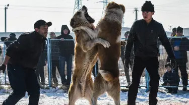 Dua pria melihat anjing Alabay miliknya saat bertarung di Kota Bishkek, Kyrgyzstan (18/11). Sekitar 23 pemilik membawa anjing mereka untuk ambil bagian dalam acara pertempuran untuk gelar "juara breed". (AFP Photo/Vyacheslav Oseledko)