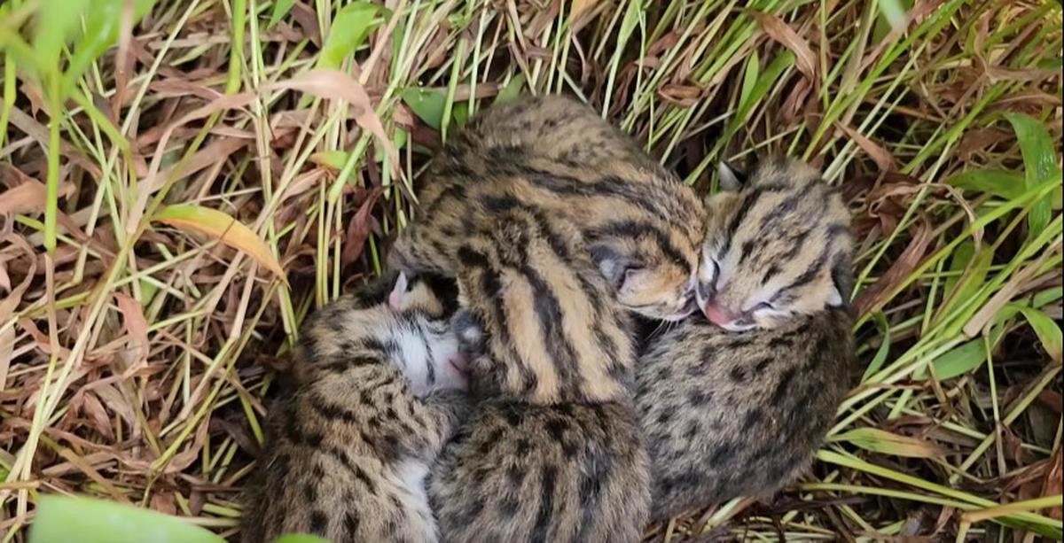 Macan Akar yang Dilindungi Undang-undang Ditemukan di Tengah Sawah