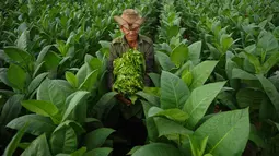 Seorang petani membawa daun tembakau yang sudah dipetik di perkebunan tembakau di San Juan y Martinez, Provinsi Pinar del Rio, Kuba (24/2). Program festival itu menawarkan kunjungan ke perkebunan tembakau di Kuba. (AFP Photo/Yamil Lage)