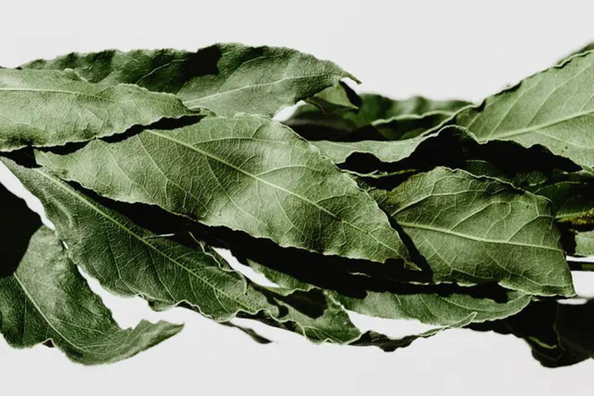 Air Rebusan Sereh dan Daun Salam, Cara Ampuh Redakan Nyeri Asam Urat