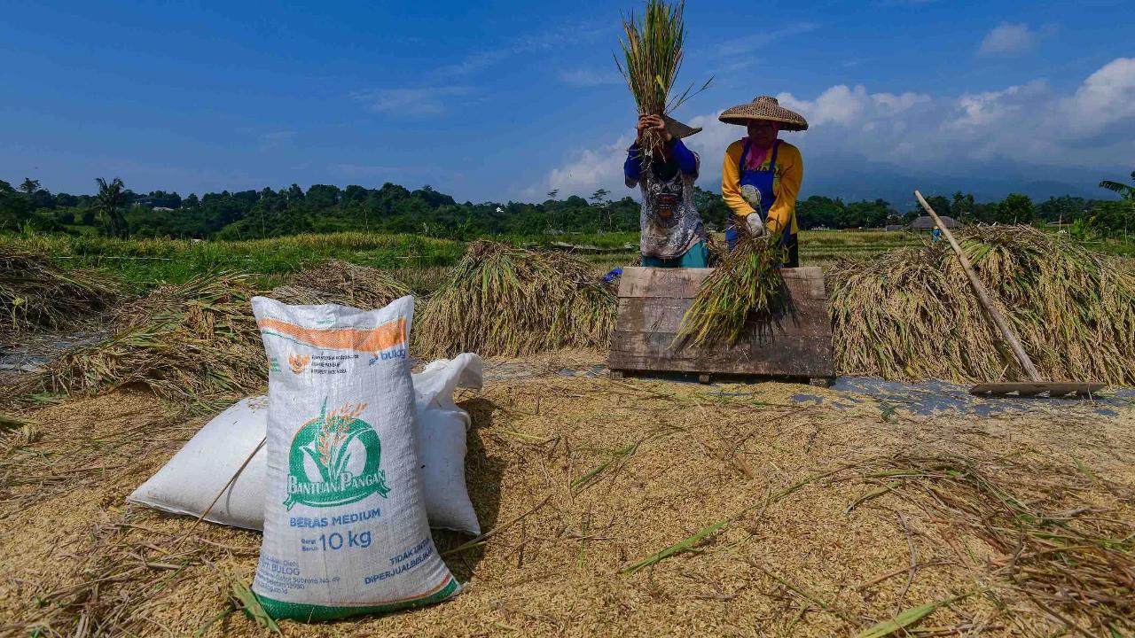 FOTO: Serapan Gabah Bulog Meningkat Perkuat Ketahanan Pangan Nasional