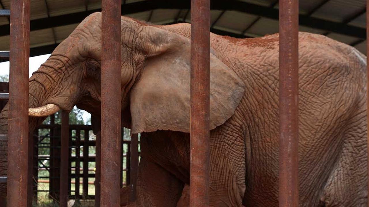 Gajah Ternyata Merupakan Hewan dengan Ingatan yang Sangat Kuat, Ini Alasannya