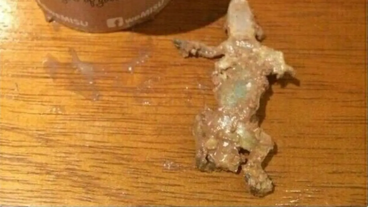 Disangka Cokelat, Cewek Ini Gigit Kepala Cicak di Kue Tiramisu