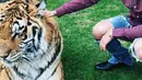 Justin Bieber mengunggah foto bersama Harimau saat pesta pertunangan ayahnya. Justin nampak duduk disamping harimau dengan tingkah laku memegang harimau tersebut yang dirantai. (viainstagram@justinbieber/Bintang.com)