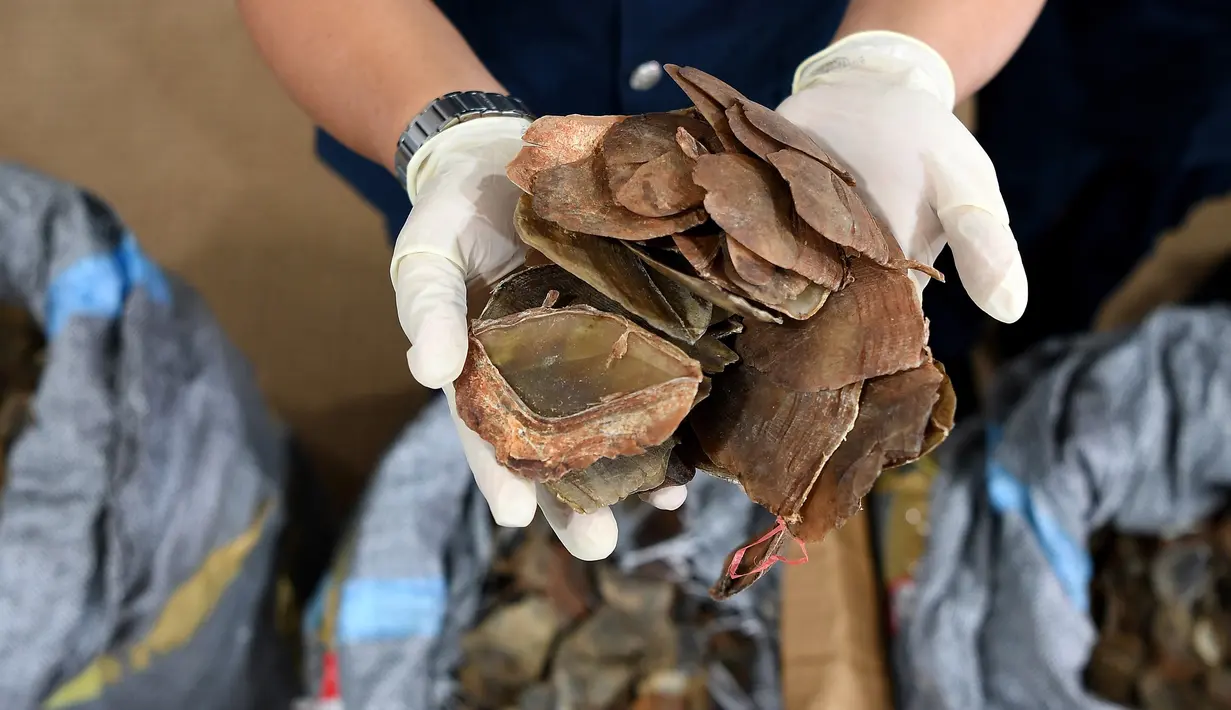 Kulit trenggiling yang akan diseludupkan ini dipercaya bisa menjadi obat berbagai penyakit, Sepang, senin (8/5). Bea cukai Malaysia menyita lebih dari 700 kg kulit trenggiling senilai 2,12 juta dolar Amerika. (AFP/MANAN VATSYAYANA)