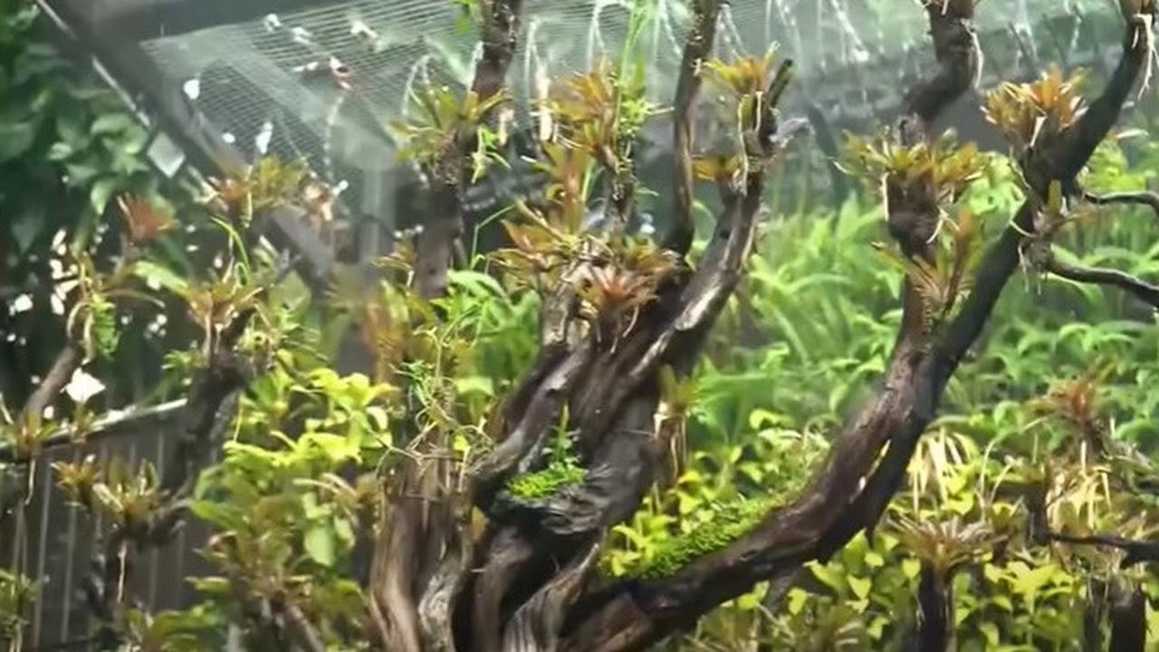 8 Potret Paludarium Raksasa di Rumah Denny Cagur yang Megah, Pemandangan Indah - Ditaksir Berharga Fantastis