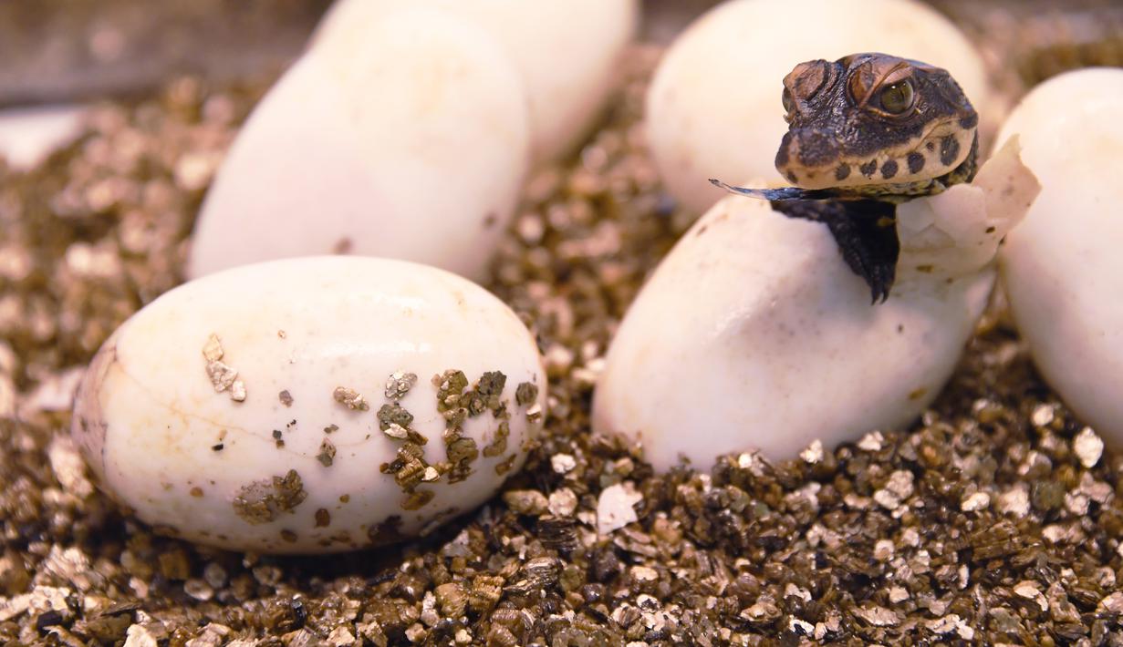 Seekor bayi buaya kerdil Afrika Barat yang baru menetas keluar dari telurnya di taman botani Exotica Planet di Royan, Prancis, Senin (27/8). Buaya kerdil dari Afrika Barat kini masuk dalam daftar spesies terancam punah dunia. (AFP/MEHDI FEDOUACH)