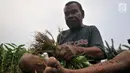 Petani saat memanen kangkung di perkebunan sayur kawasan Sunter, Jakarta, Selasa (9/7/2019). Selain kekurangan air, kemarau yang tengah melanda juga menyebabkan pertumbuhan sayuran menjadi lambat. (merdeka.com/Iqbal S. Nugroho)