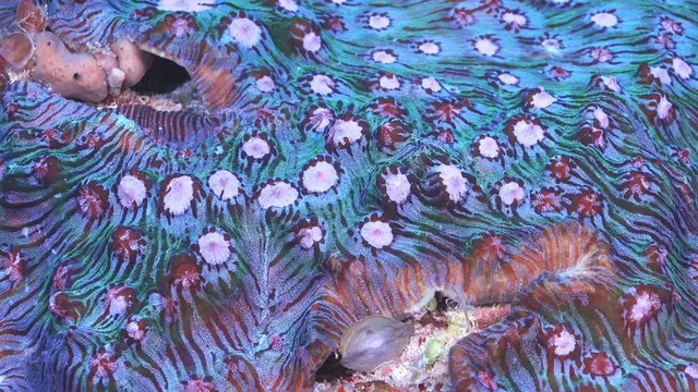 7 Potret Kehidupan Laut Dalam Ini Hasil Tangkapan dari Robot Akuatik, Bikin Takjub