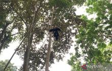 Atraksi Lais Ciamis Pukau Pengunjung Pameran Foto Sakakala di Situs Budaya Karangkamulyan