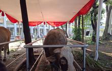 Prabowo Kurban Sapi Seberat 1,3 Ton di Masjid Istiqlal, Gibran Kurban Sapi Seberat 1,2 Ton