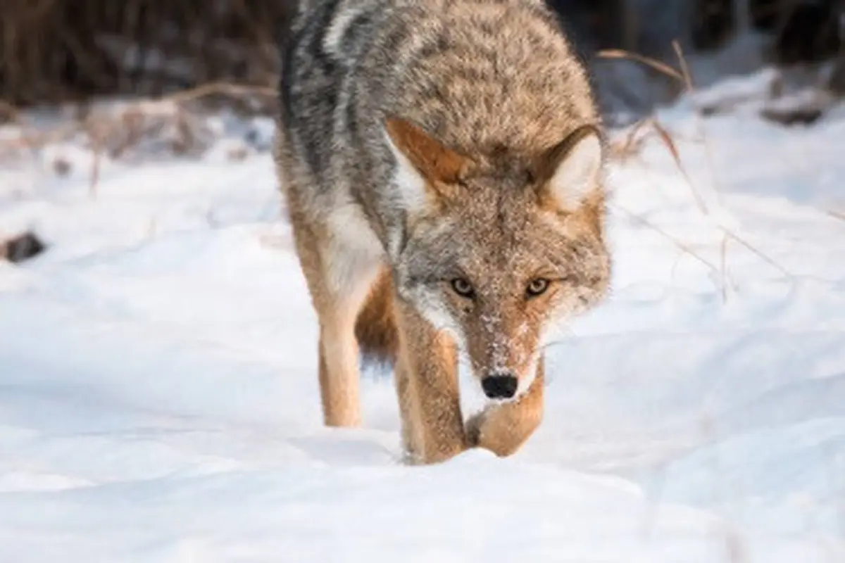 Iljustrasi coyote .