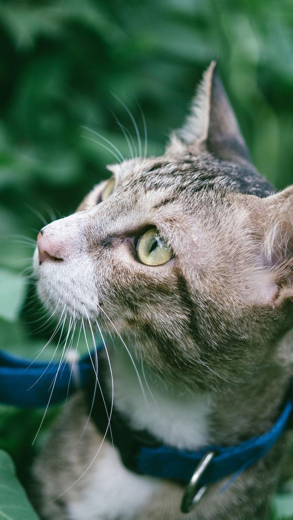 Nama Kucing Jantan Beri Kesan Gagah<br>