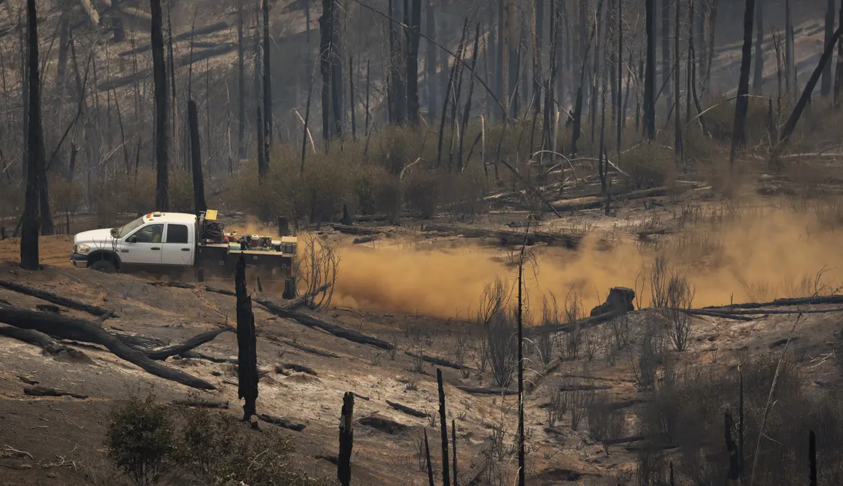 Seorang anggota kru pendukung buldoser mengemudi melalui hutan yang hancur di Oak Fire dekat Mariposa, California, Amerika Serikat, 26 Juli 2022. Api Washburn telah mengancam pohon sequoia raksasa di Hutan Mariposa. (DAVID MCNEW/AFP)
