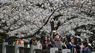 Bukan Cuma Sakura, Ini Alasan Orang Indonesia Tak Bosan Liburan ke Jepang