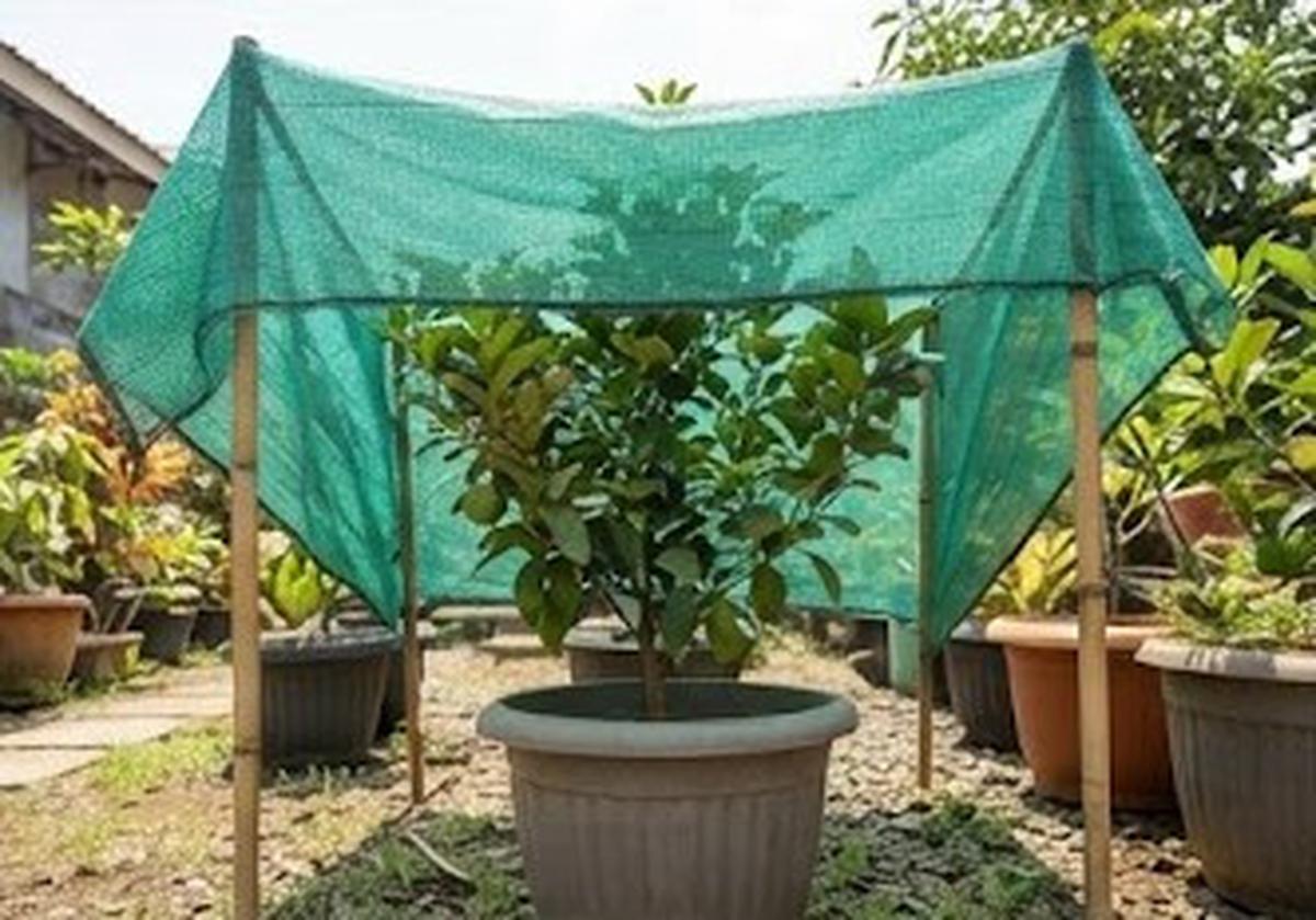 Cara Merawat Tabulampot saat Kemarau