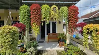 5 Tanaman Teras Rumah Estetik Low Budget, Cantik dan Mudah Dirawat
