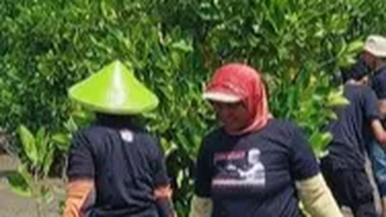 Potret Penanaman 1.000 Mangrove untuk Kurangi Emisi Karbon dan Bisnis Berkelanjutan