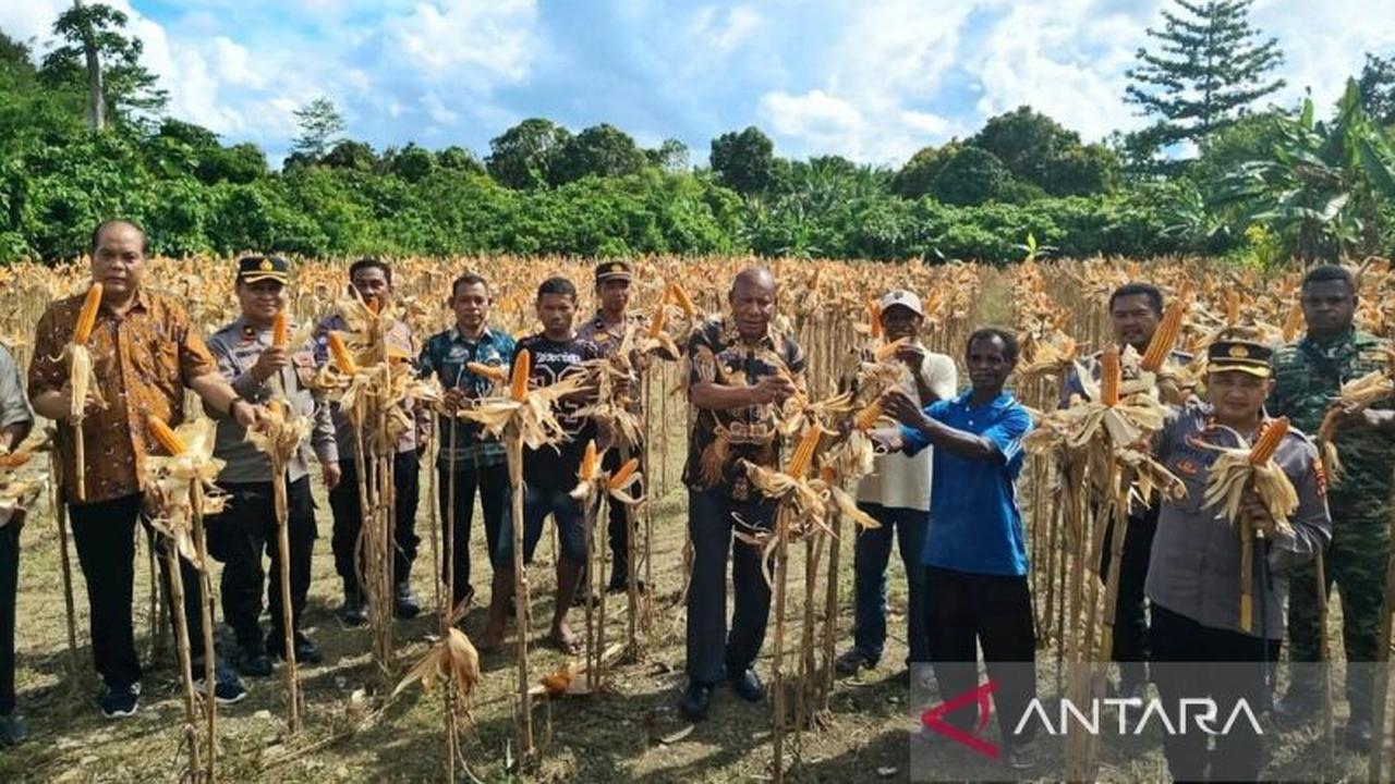 Kolaborasi Pemkab dan Polres Hasilkan 2 Ton Jagung, Perkuat Ketahanan Pangan Teluk Wondama