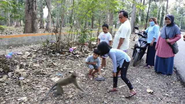 Monyet turun ke jalan diduga karena kekurangan pakan di dalam hutan di Blora. (Foto: Liputan6.com/Ahmad Adirin)