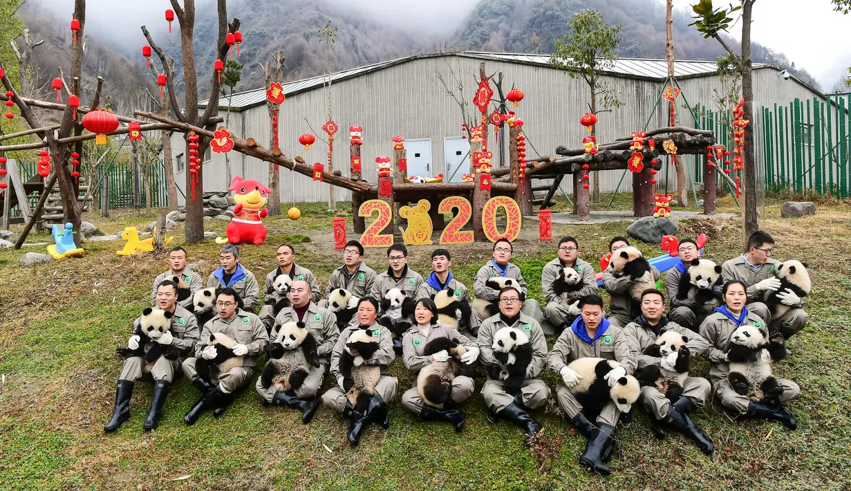 Penjaga memegang anak-anak panda yang lahir pada tahun 2019 saat berpose untuk foto untuk merayakan Tahun Baru Imlek di tempat perlindungan Shenshuping di Cagar Alam Nasional Wolong, provinsi Sichuan, Jumat (20/1/2020). Imlek 2020 jatuh pada 25 Januari mendatang. (STR / AFP)