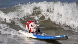 Seekor anjing ambil bagian selama acara tahunan Surf City Surf Dog di Huntington Beach, California padaSabtu (25/9/2021). Para anjing menaklukkan ombak di atas papan surfingnya. (AP Photo/Ringo H.W. Chiu)