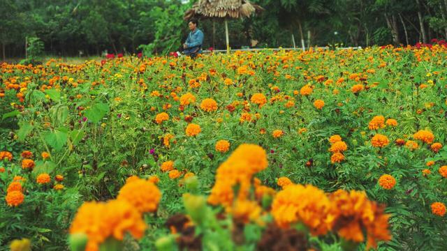 Download 1030+ Background Pemandangan Taman Bunga Paling Keren