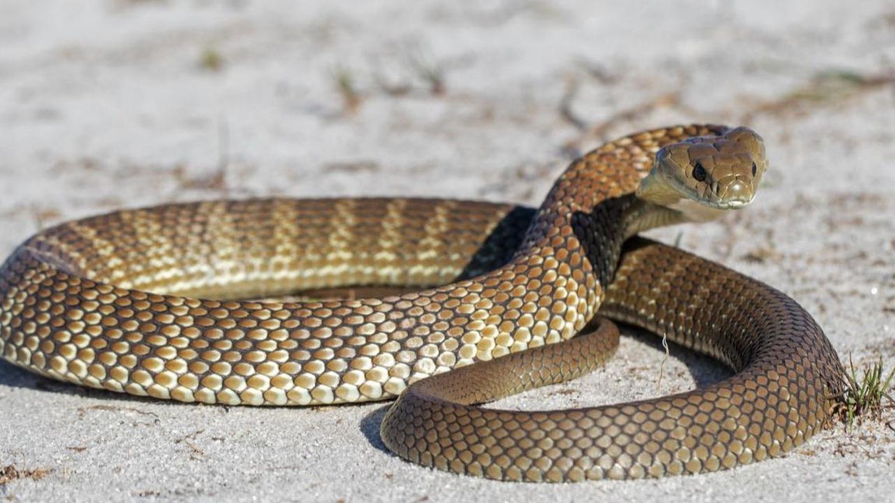 4. EASTERN TIGER SNAKE/ Ular Harimau Timur