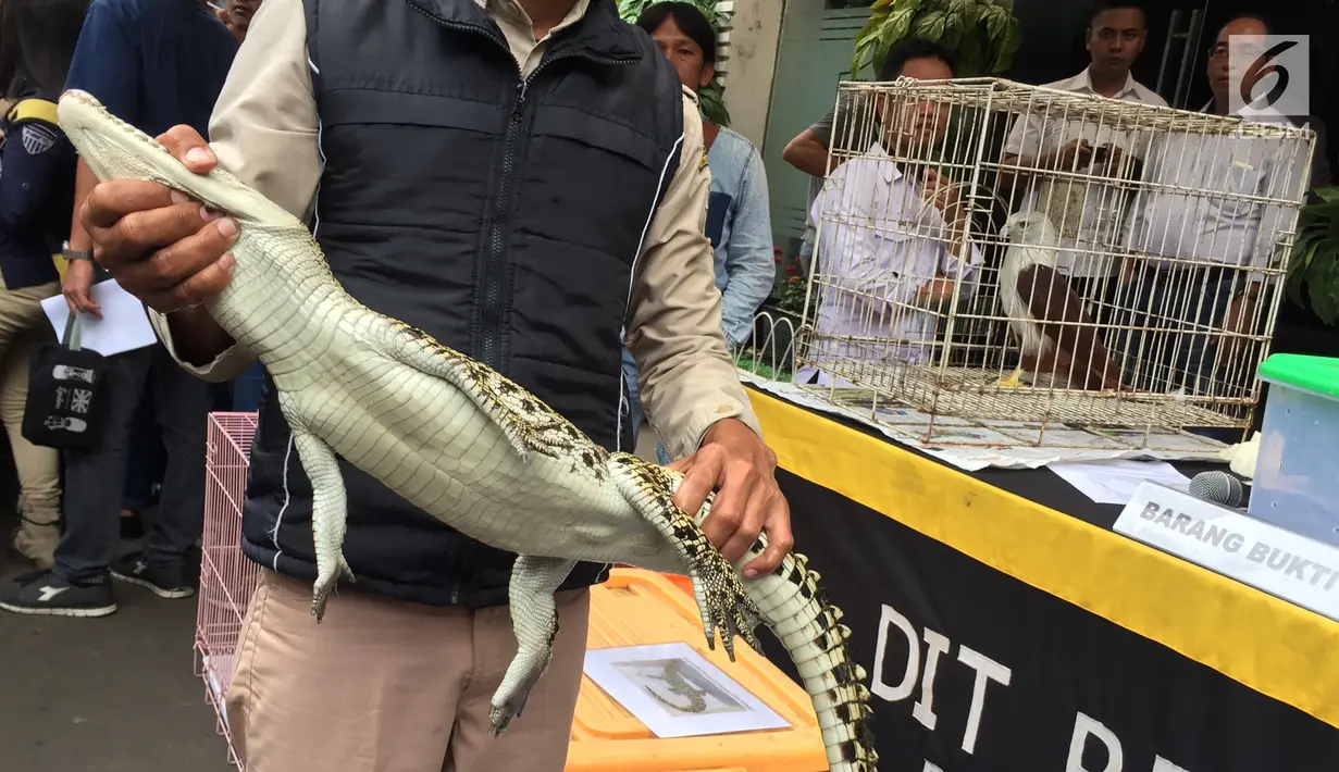 Barang bukti berupa buaya muara dalam rilis kasus jual beli satwa liar yang dilindungi di Polda Metro Jaya, Jakarta, Rabu (31/1). Para pelaku mendapatkan hewan-hewan tersebut dari Sumatera, Kalimantan, dan Bali. (Liputan6.com/Immanuel Antonius)