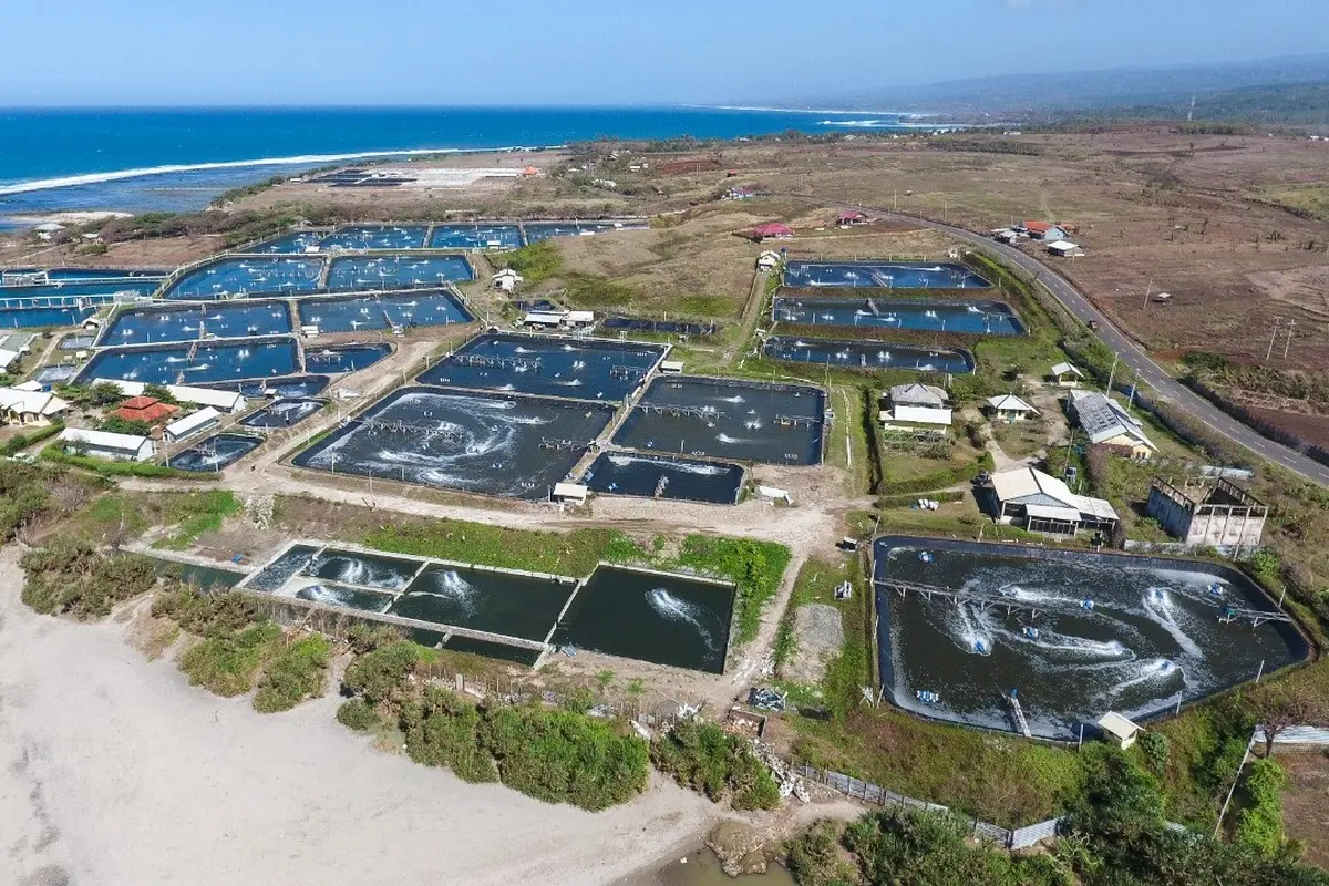 Tambak Udang Modern Milik Aquatech Startup Delos